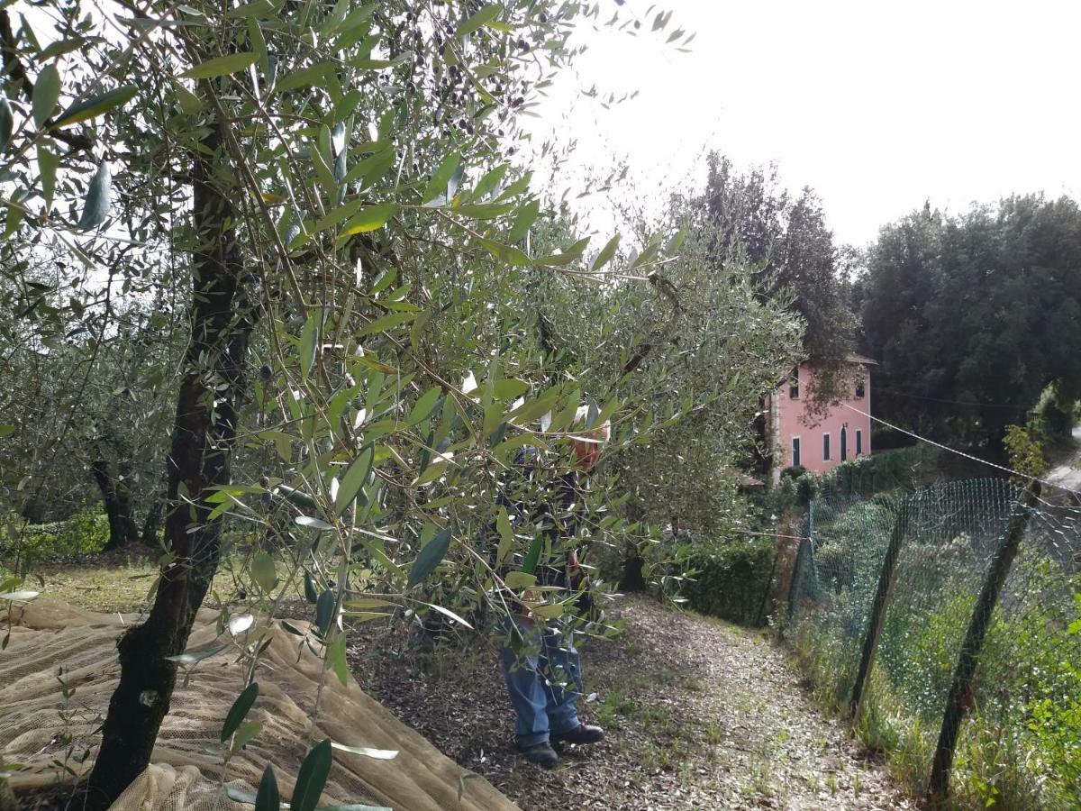 Podere Il Leccione Palaia Dış mekan fotoğraf